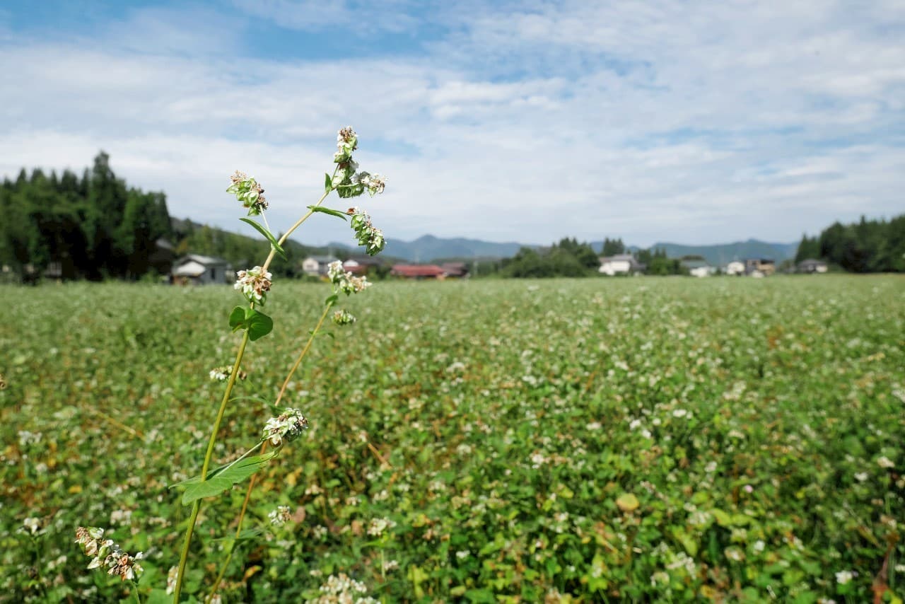 新潟の里にひろがる、そばの花咲く畑と山並み